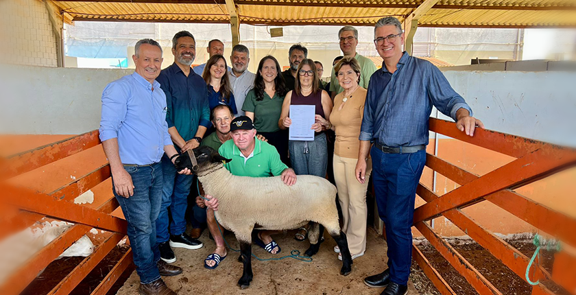 Ovelhas